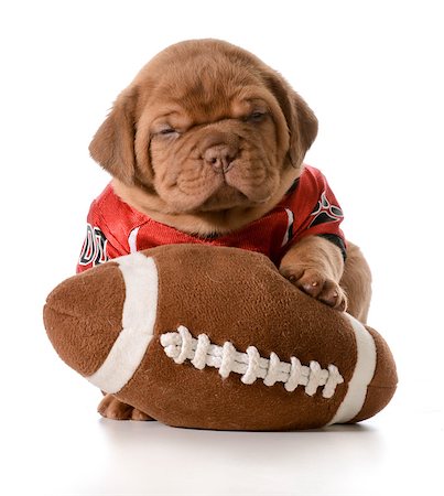 simsearch:400-04951103,k - sports hound - dogue de bordeaux puppy with football Stock Photo - Budget Royalty-Free & Subscription, Code: 400-07628588
