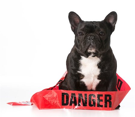 simsearch:400-06461634,k - french bulldog wrapped in danger tape Stock Photo - Budget Royalty-Free & Subscription, Code: 400-07628604