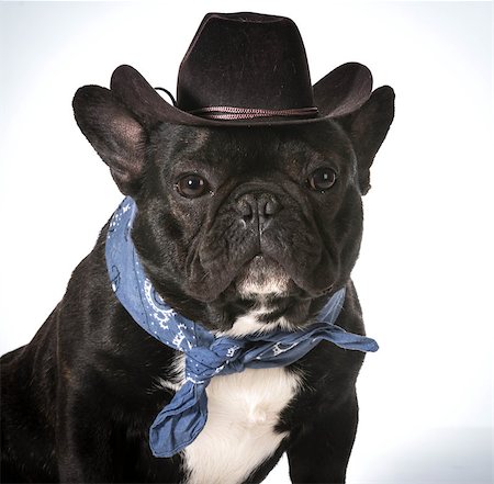 french bulldog wearing western hat and bandanna Stock Photo - Budget Royalty-Free & Subscription, Code: 400-07628608