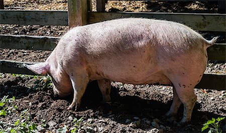 simsearch:400-04401097,k - Female pig digging in mud with snout by wooden fence. Stock Photo - Budget Royalty-Free & Subscription, Code: 400-07628623