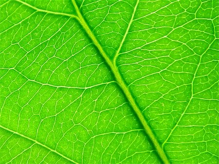 fotosintesi - texture of a green leaf as background Fotografie stock - Microstock e Abbonamento, Codice: 400-07628829