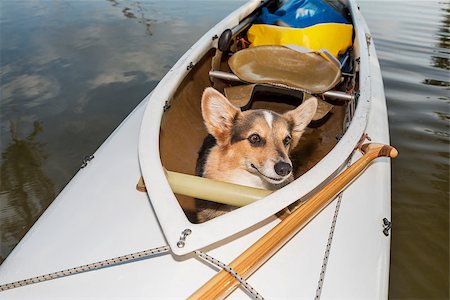 simsearch:400-07176700,k - Corgi dog in a decked expedition canoe on a lake in Colorado, a distorted wide angle fisheye lens perspective Foto de stock - Super Valor sin royalties y Suscripción, Código: 400-07628945