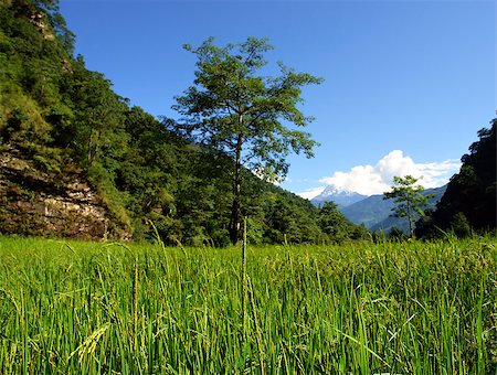 simsearch:400-07682483,k - Green rice fields landscape, trek to Annapurna Base Camp in Nepal Photographie de stock - Aubaine LD & Abonnement, Code: 400-07629074