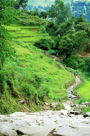 Beautiful himalayan forest landscape, trek to Annapurna Base Camp in Nepal Foto de stock - Super Valor sin royalties y Suscripción, Código: 400-07629158