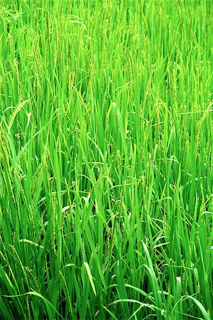 Green rice field, Nepal Stock Photo - Budget Royalty-Free & Subscription, Code: 400-07629161