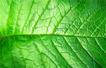 Green plant leave, detail pattern Stock Photo - Budget Royalty-Free & Subscription, Code: 400-07629226