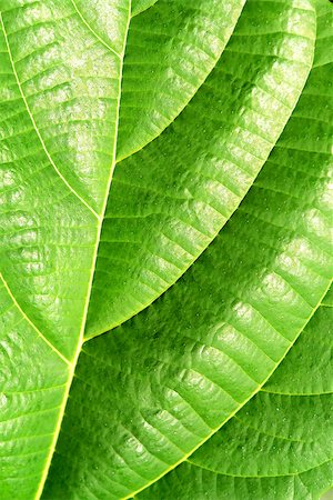 Green plant leave, detail pattern Foto de stock - Super Valor sin royalties y Suscripción, Código: 400-07629237