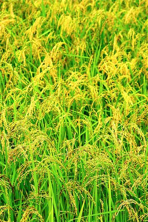 Green rice field texture wallpaper, Nepal Stock Photo - Budget Royalty-Free & Subscription, Code: 400-07629238