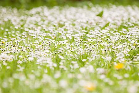 Focused line of daisy with blurry background Fotografie stock - Microstock e Abbonamento, Codice: 400-07629399