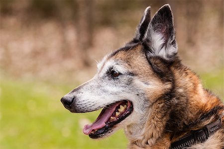 mutt Belgian Shepherd Fotografie stock - Microstock e Abbonamento, Codice: 400-07629405