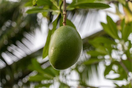 simsearch:400-07629553,k - Fresh green mango fruit plant tree outside in summer tropical Fotografie stock - Microstock e Abbonamento, Codice: 400-07629552