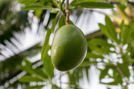 simsearch:400-07629553,k - Fresh green mango fruit plant tree outside in summer tropical Fotografie stock - Microstock e Abbonamento, Codice: 400-07629553