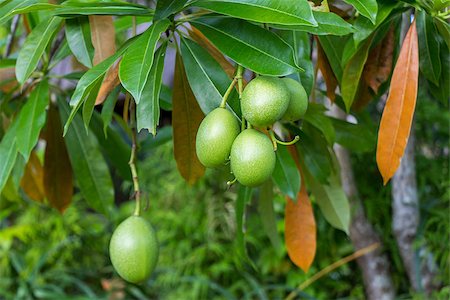 simsearch:400-07629553,k - Fresh green mango fruit plant tree outside in summer tropical Fotografie stock - Microstock e Abbonamento, Codice: 400-07629564