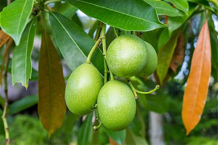 simsearch:879-09100530,k - Fresh green mango fruit plant tree outside in summer tropical Photographie de stock - Aubaine LD & Abonnement, Code: 400-07629565