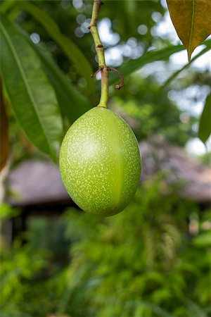 simsearch:879-09100530,k - Fresh green mango fruit plant tree outside in summer tropical Photographie de stock - Aubaine LD & Abonnement, Code: 400-07629566
