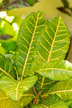 simsearch:400-08287943,k - Colorful pattern of a variegated yellow and green Croton leaf , cultivated in gardens and as a houseplant for its showy leaves Foto de stock - Super Valor sin royalties y Suscripción, Código: 400-07629605