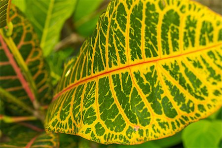 simsearch:400-08287943,k - Colorful pattern of a variegated yellow and green Croton leaf , cultivated in gardens and as a houseplant for its showy leaves Foto de stock - Super Valor sin royalties y Suscripción, Código: 400-07629606