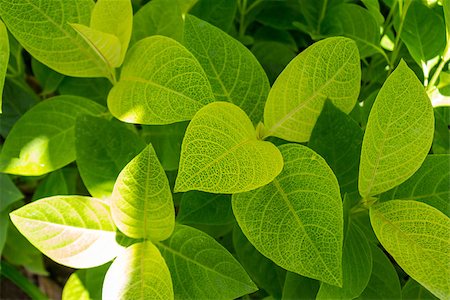 Botanical and nature background of lush tropical fresh green leaves growing on a low shrub viewed from above Stock Photo - Budget Royalty-Free & Subscription, Code: 400-07629600