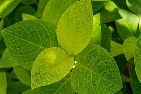 Botanical and nature background of lush tropical fresh green leaves growing on a low shrub viewed from above Stock Photo - Budget Royalty-Free & Subscription, Code: 400-07629601