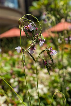 simsearch:400-07629553,k - Close up of a delicate purple flower on a spiky inflorescence growing in a tropical garden in Bali Fotografie stock - Microstock e Abbonamento, Codice: 400-07629619