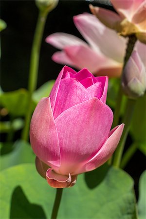 simsearch:400-04424294,k - Beautiful fragrant pink water lily blooming above the wide green lily pads floating on the surface of the pond in the tropical sunshine Stock Photo - Budget Royalty-Free & Subscription, Code: 400-07629625