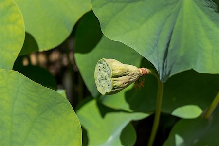 simsearch:400-04424294,k - Beautiful fragrant pink water lily blooming above the wide green lily pads floating on the surface of the pond in the tropical sunshine Stock Photo - Budget Royalty-Free & Subscription, Code: 400-07629626