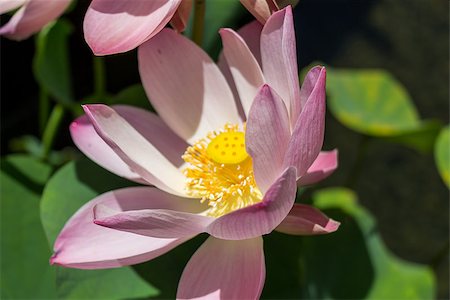 simsearch:400-04424294,k - Beautiful fragrant pink water lily blooming above the wide green lily pads floating on the surface of the pond in the tropical sunshine Stock Photo - Budget Royalty-Free & Subscription, Code: 400-07629627