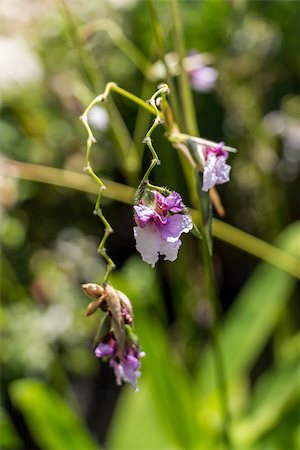 simsearch:400-07629553,k - Close up of a delicate purple flower on a spiky inflorescence growing in a tropical garden in Bali Fotografie stock - Microstock e Abbonamento, Codice: 400-07629620