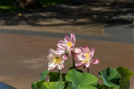 simsearch:400-04424294,k - Beautiful fragrant pink water lily blooming above the wide green lily pads floating on the surface of the pond in the tropical sunshine Stock Photo - Budget Royalty-Free & Subscription, Code: 400-07629630