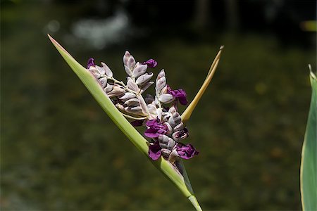 simsearch:400-07629553,k - Close up of a delicate purple flower on a spiky inflorescence growing in a tropical garden in Bali Fotografie stock - Microstock e Abbonamento, Codice: 400-07629631