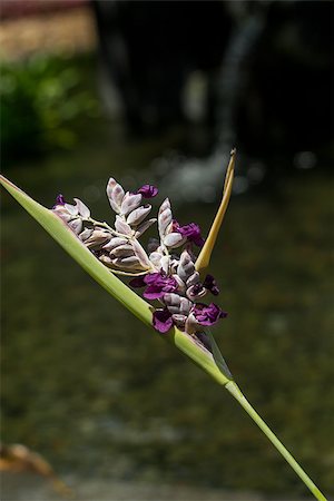 simsearch:400-07629553,k - Close up of a delicate purple flower on a spiky inflorescence growing in a tropical garden in Bali Fotografie stock - Microstock e Abbonamento, Codice: 400-07629632