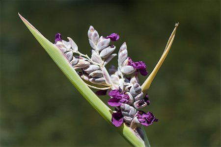 simsearch:400-07629553,k - Close up of a delicate purple flower on a spiky inflorescence growing in a tropical garden in Bali Fotografie stock - Microstock e Abbonamento, Codice: 400-07629633