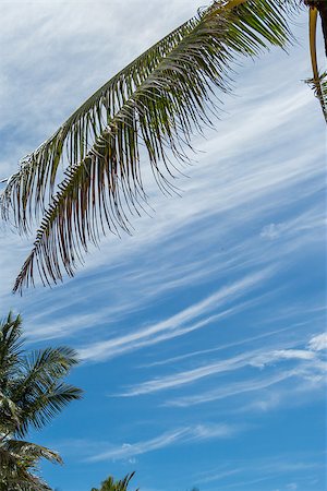 simsearch:400-07629553,k - Tropical green palm trees under a serene blue sky with a refreshing cool breeze, in Bali, Indonesia Fotografie stock - Microstock e Abbonamento, Codice: 400-07629656