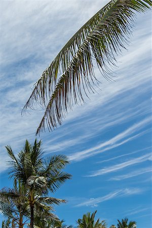 simsearch:400-07629553,k - Tropical green palm trees under a serene blue sky with a refreshing cool breeze, in Bali, Indonesia Fotografie stock - Microstock e Abbonamento, Codice: 400-07629657