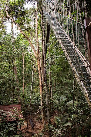 empty bridge - View along a deserted narrow cable suspension footbridge spanning the canopy of a lush green tropical rainforest Stock Photo - Budget Royalty-Free & Subscription, Code: 400-07629786