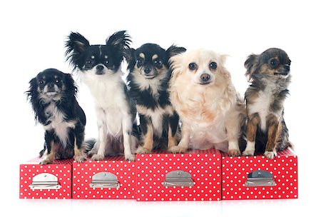 simsearch:400-06565925,k - five chihuahuas in front of white background Photographie de stock - Aubaine LD & Abonnement, Code: 400-07620101