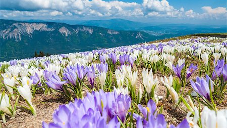 Bieberstein's crocus (Crocus speciosus) covered hill. With mountains and clouds in the background. Stock Photo - Budget Royalty-Free & Subscription, Code: 400-07620147
