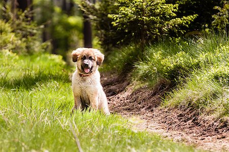 Leonberger dog puppy sitting on the grass Foto de stock - Super Valor sin royalties y Suscripción, Código: 400-07620194