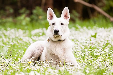 sheep dog portraits - White Swiss Shepherd on daisy background Stock Photo - Budget Royalty-Free & Subscription, Code: 400-07620197