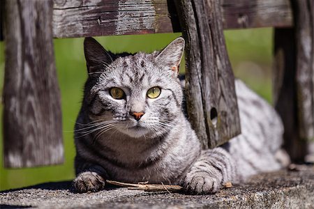 Cat on fence Fotografie stock - Microstock e Abbonamento, Codice: 400-07620191
