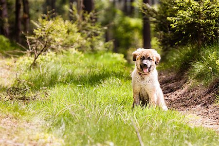 Leonberger dog puppy sitting on the grass Fotografie stock - Microstock e Abbonamento, Codice: 400-07620193