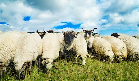 simsearch:400-05684520,k - Herd of sheep on mountain meadow Stock Photo - Budget Royalty-Free & Subscription, Code: 400-07620220