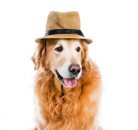 red retriever in a brown hat on white background Stock Photo - Budget Royalty-Free & Subscription, Code: 400-07620295