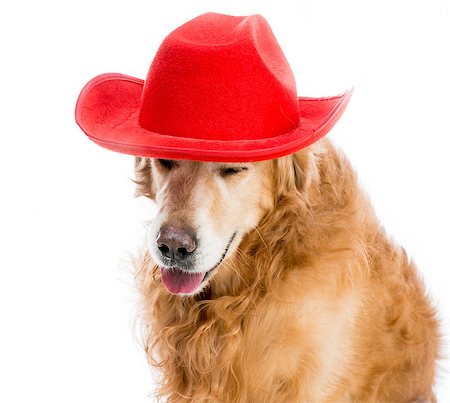 simsearch:400-08498619,k - Retriever redhead in red cowboy hat Photographie de stock - Aubaine LD & Abonnement, Code: 400-07620297