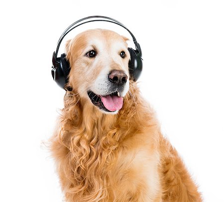 red retriever with headphones on a white background Stock Photo - Budget Royalty-Free & Subscription, Code: 400-07620290