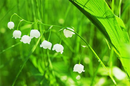 simsearch:689-03124006,k - Charming lily of the valley with sun beams Photographie de stock - Aubaine LD & Abonnement, Code: 400-07620350