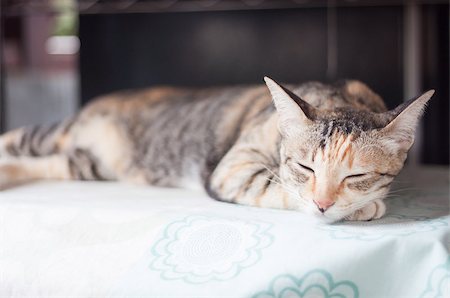 simsearch:400-06066465,k - Siamese female cat sleeping indoor, stock photo Photographie de stock - Aubaine LD & Abonnement, Code: 400-07620475