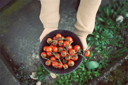 simsearch:400-08552542,k - Tomato harvest. Farmers hands with freshly harvested tomatoes. Stock Photo - Budget Royalty-Free & Subscription, Code: 400-07620496