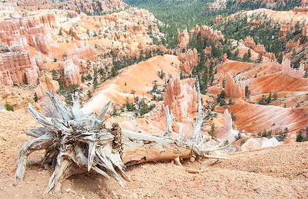 The weathered trunk of a dead tree slopes downward from where it has fallen at the edge of Bryce Canyon. Fotografie stock - Microstock e Abbonamento, Codice: 400-07620989