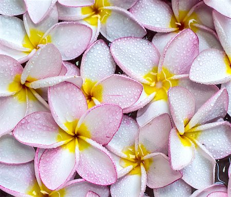 Pink frangipani flowers with on the water Photographie de stock - Aubaine LD & Abonnement, Code: 400-07621117